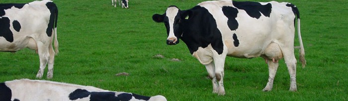 Lechería: Participación de la leche en el precio final de salida de industria