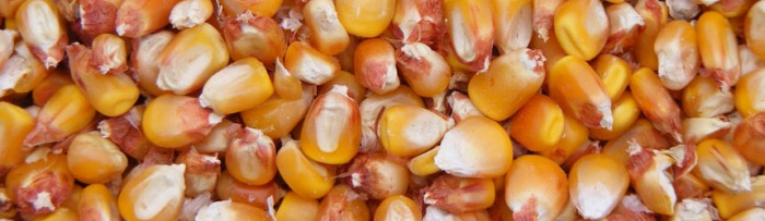 Campaña 2014/15: ¿Quién va sembrar maíz?