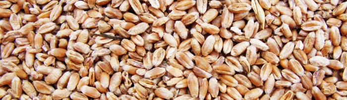 Retenciones al cultivo de trigo: Mitos y verdades.