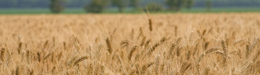 Exportación de trigo