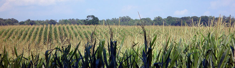 Campo de maíz