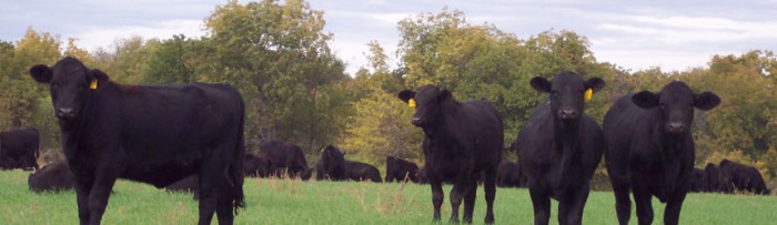 Ganadería: Pérdida del stock bovino en el 2013