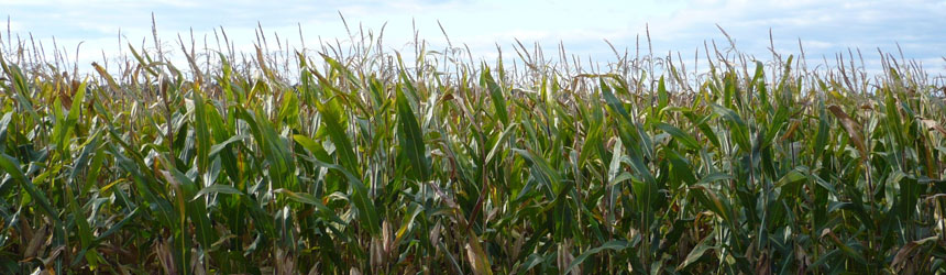 Maíz: El precio del maíz en Argentina es más alto que en Chicago