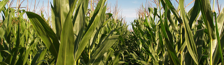 Retenciones al cultivo de maíz: Mitos y verdades.
